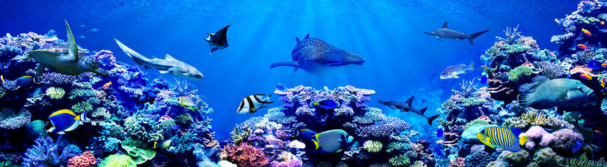 Diving Safari Packages s in Egypt with Cleopatra Travel