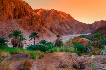 Oasis Safari de Siwa