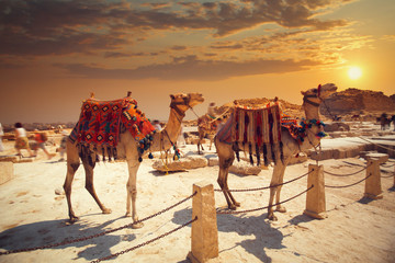 Oasis Safari de Siwa